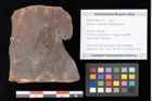 Foto (Objekt + Etikett) von Quercus palaeoilex Ettingshausen (NHMW-GEO-2024-0188-0797)